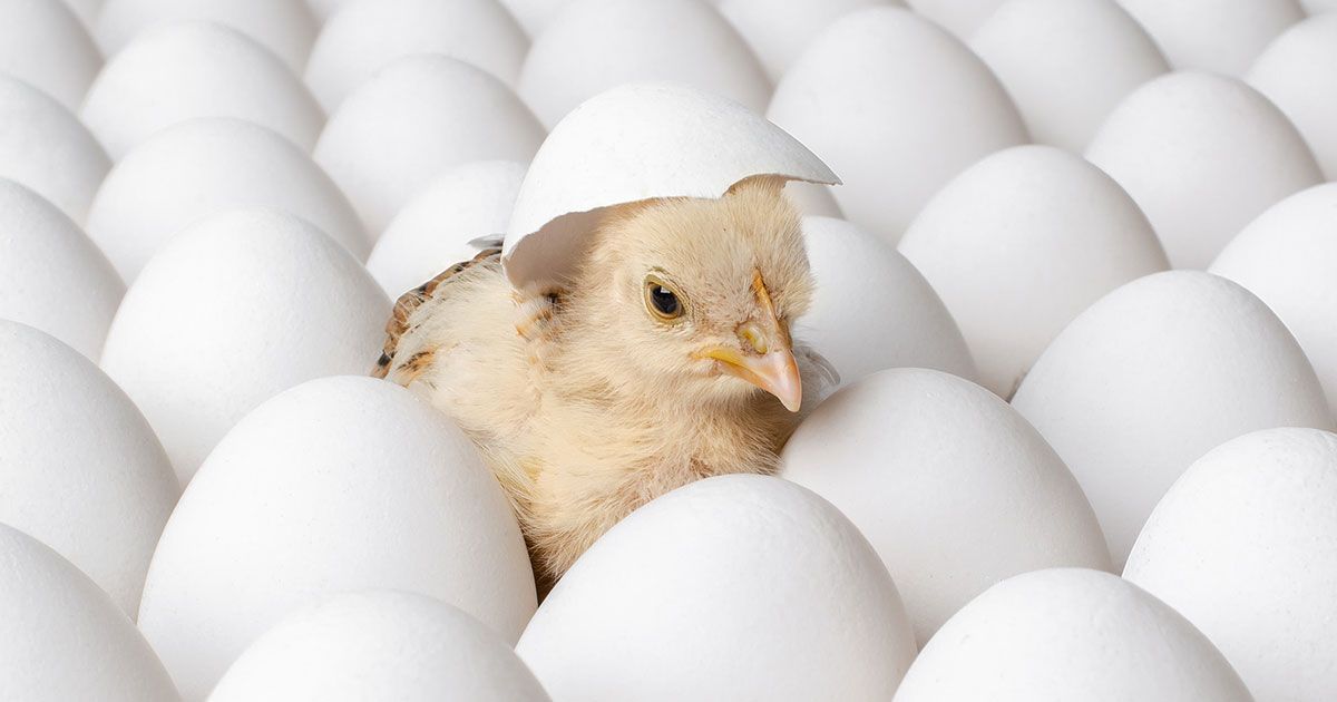 මුලින්ම ආවේ කිකිළිද බිත්තරේද යන්නට විද්‍යාත්මක පැහැදිලි කිරීම​