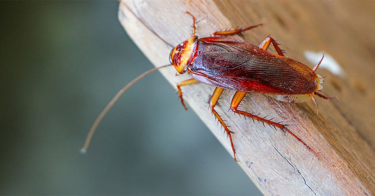 න්‍යෂ්ටික පිපුරුමකින් පවා නොනැසී, හිස නොමැතිවත් සතියක් පමණ ජීවත්වෙන කැරපොත්තන්